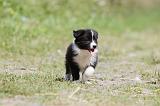 BORDER COLLIE 646